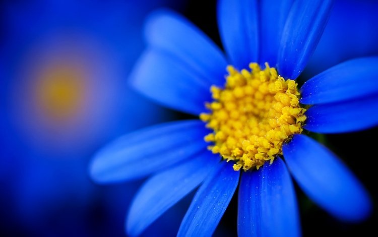 тычинки, синие лепестки, синяя ромашка, stamens, blue petals, blue daisy