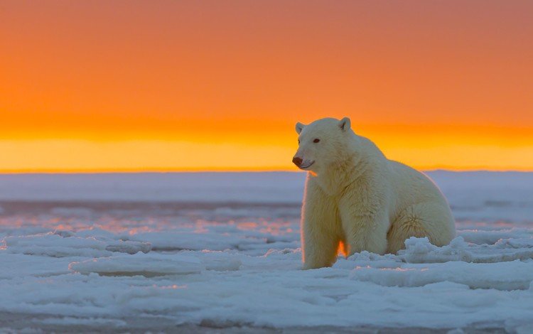 закат, лёд, белый медведь, аляска, sunset, ice, polar bear, alaska