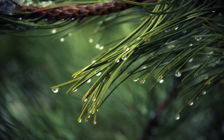 вода, дождь, ветка, иголки, природа, хвоя, макро, роса, капли, ель, water, rain, branch, nature, needles, macro, rosa, drops, spruce