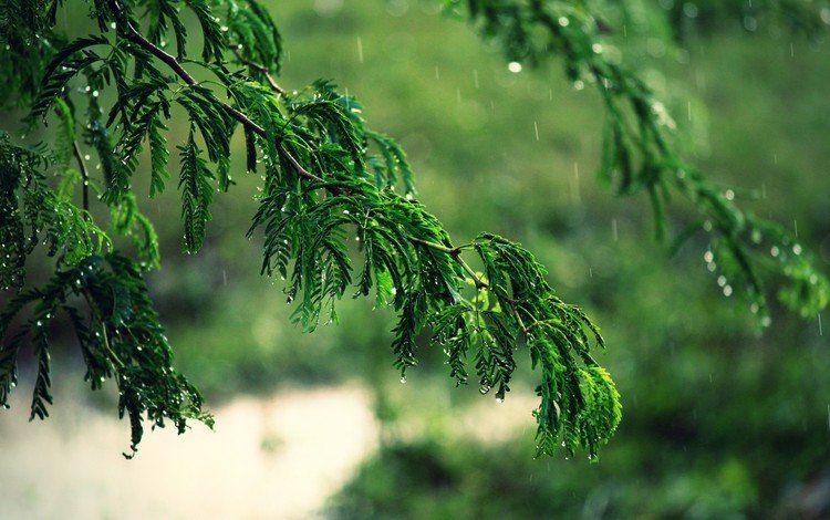 деревья, вода, ветка, листья, макро, ветки, капли, дождь, trees, water, branch, leaves, macro, branches, drops, rain