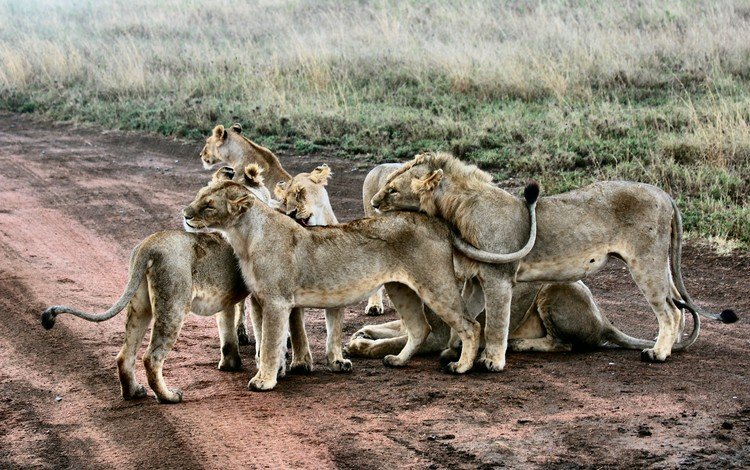 животные, хищник, львы, львята, animals, predator, lions, the cubs