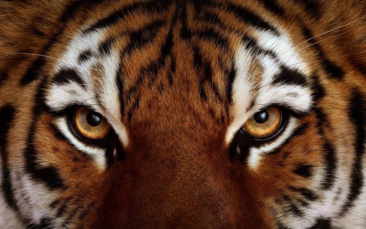 тигр, глаза, морда, животные, взгляд, хищник, дикая кошка, tiger, eyes, face, animals, look, predator, wild cat