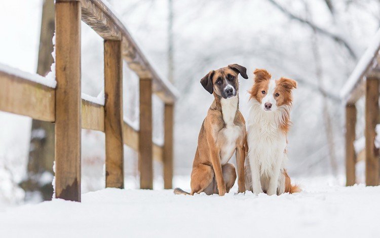 снег, зима, животные, мост, друзья, собаки, snow, winter, animals, bridge, friends, dogs