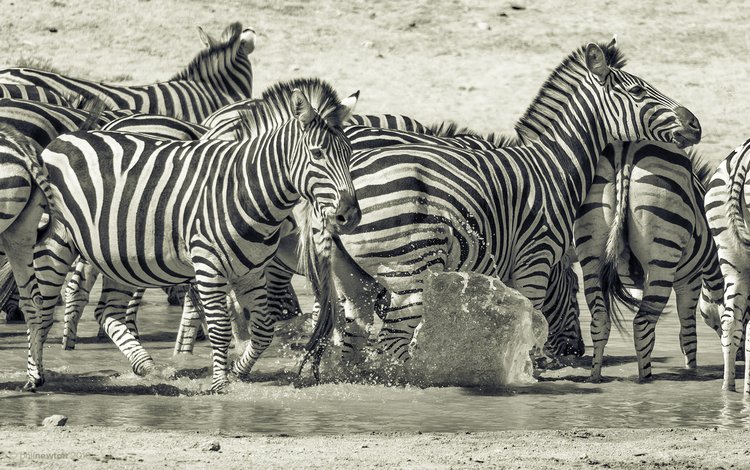 природа, животные, чёрно-белое, африка, зебры, млекопитающие, prophil newton, nature, animals, black and white, africa, zebra, mammals