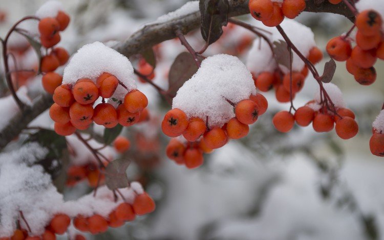 снег, природа, зима, макро, мороз, ягода, рябина, snow, nature, winter, macro, frost, berry, rowan