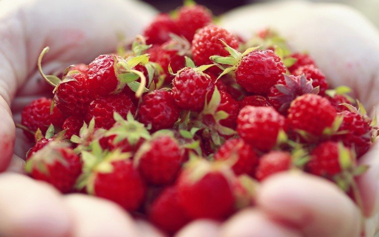 ягода, клубника, руки, ладони, berry, strawberry, hands, palm