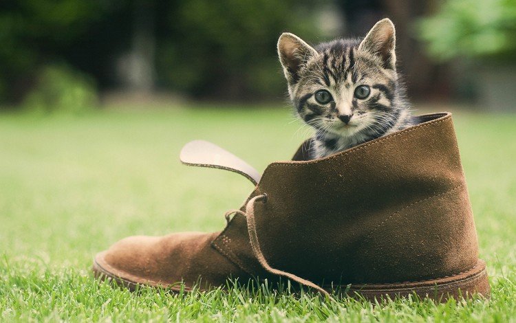 трава, зелень, кошка, котенок, мордашка, обувь, башмак, grass, greens, cat, kitty, face, shoes, shoe