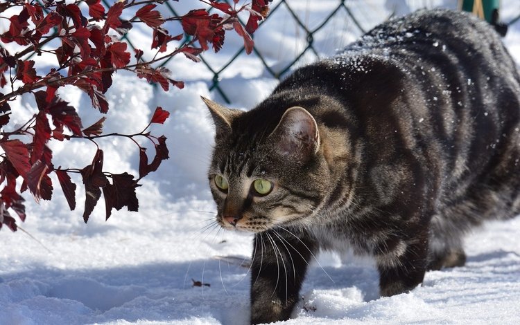 снег, зима, животные, кот, ветки, кошка, забор, snow, winter, animals, cat, branches, the fence