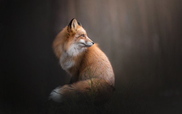 фон, рыжая, лиса, лисица, боке, background, red, fox, bokeh