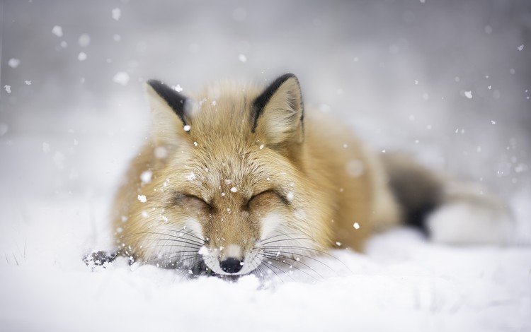 снег, зима, животные, сон, лиса, лисица, snow, winter, animals, sleep, fox