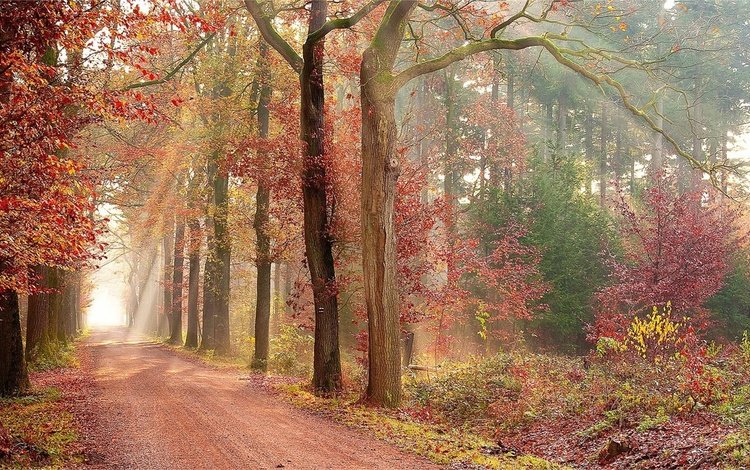 дорога, природа, лес, листва, осень, аллея, road, nature, forest, foliage, autumn, alley