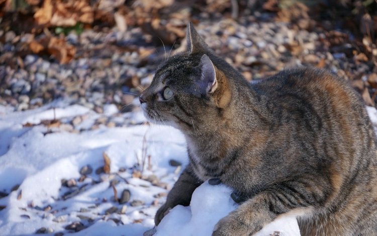 снег, кот, кошка, полосатый, snow, cat, striped
