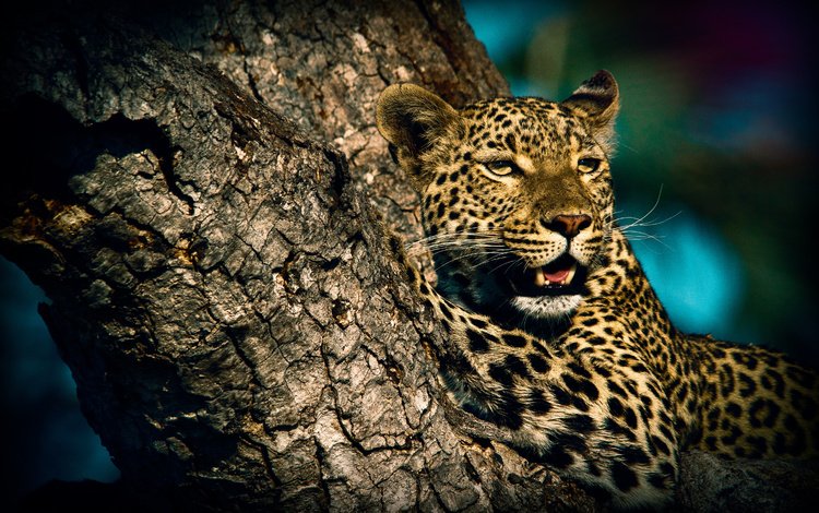 животные, леопард, хищник, дикая кошка, animals, leopard, predator, wild cat