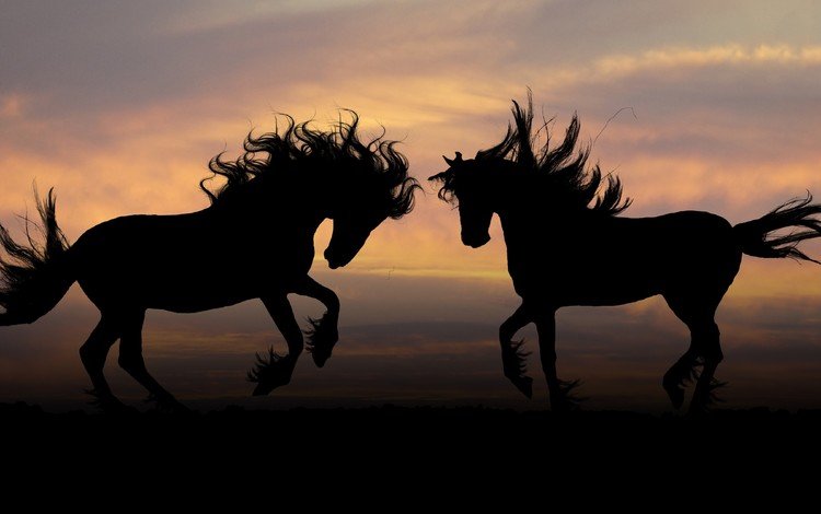 природа, закат, силуэт, лошади, кони, грива, копыта, nature, sunset, silhouette, horse, horses, mane, hooves