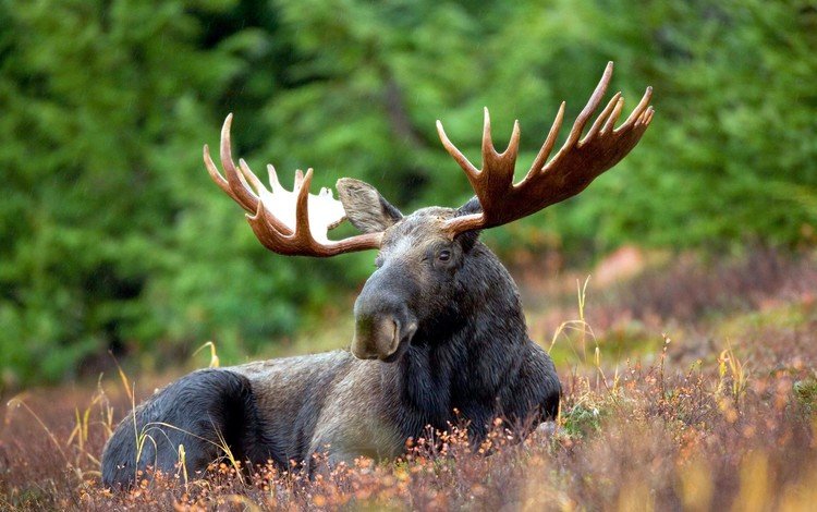 природа, лес, животные, рога, лось, nature, forest, animals, horns, moose