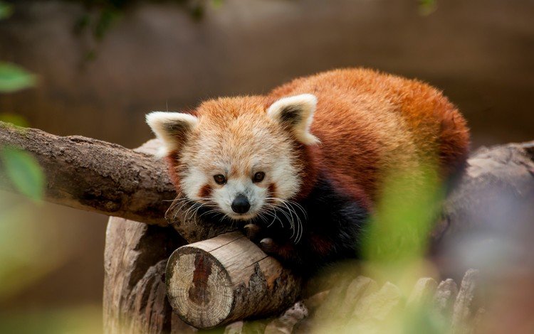 животные, красная панда, зоопарк, малая панда, animals, red panda, zoo