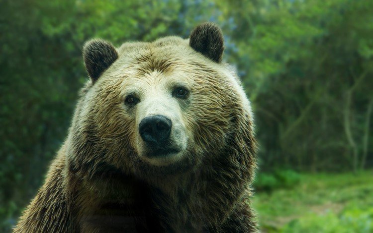 животные, медведь, бурый медведь, animals, bear, brown bear