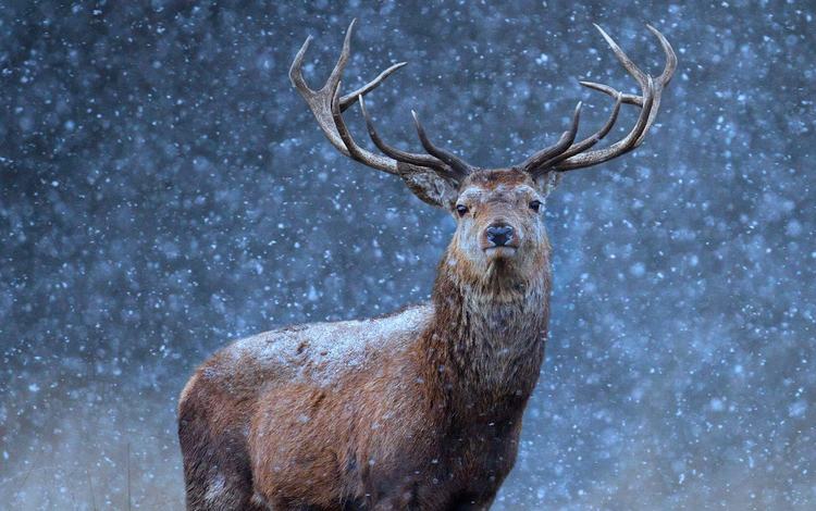 снег, природа, олень, зима, взгляд, рога, snow, nature, deer, winter, look, horns
