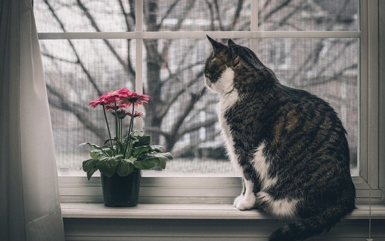 цветы, животные, кот, кошка, окно, подоконник, flowers, animals, cat, window, sill