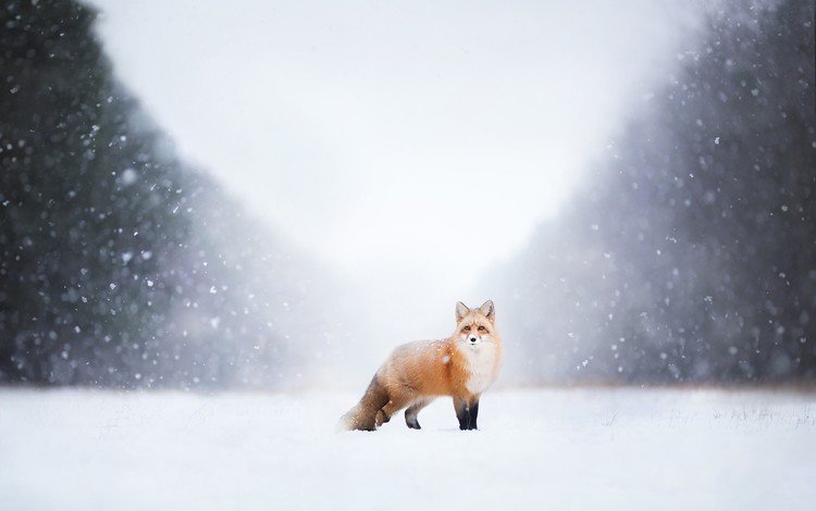 снег, природа, зима, лиса, лисица, snow, nature, winter, fox