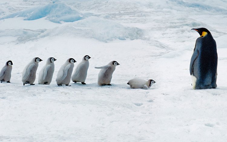 птицы, пингвин, антарктида, пингвины, антарктика, птенцы, императорский пингвин, сноу-хилл-айленд, birds, penguin, antarctica, penguins, chicks, emperor penguin, snow hill island