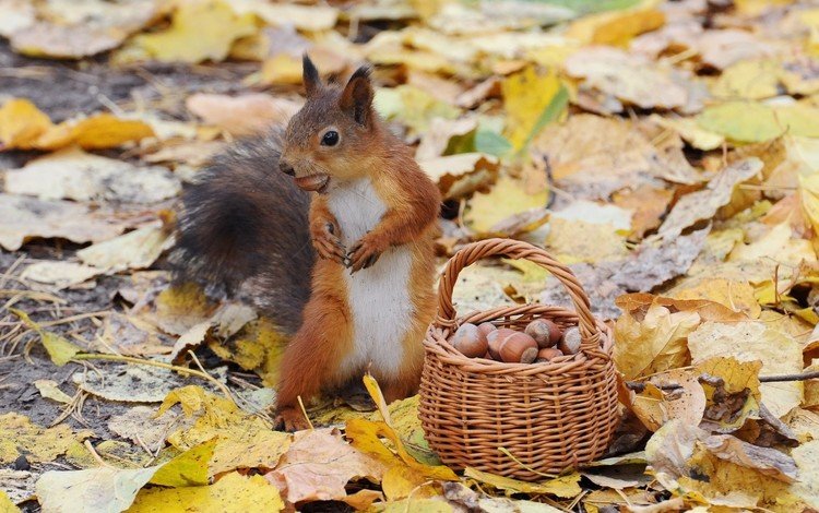 орехи, осень, белка, корзинка, nuts, autumn, protein, basket