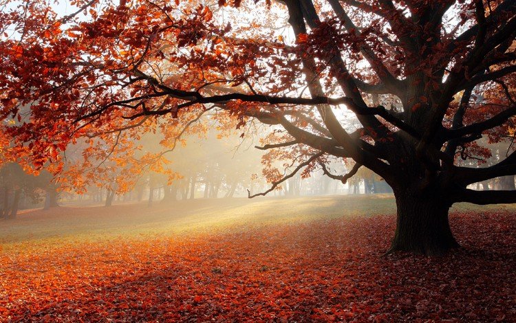 дерево, листва, осень, солнечный свет, tree, foliage, autumn, sunlight