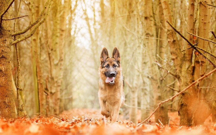 природа, лес, осень, собака, немецкая овчарка, nature, forest, autumn, dog, german shepherd