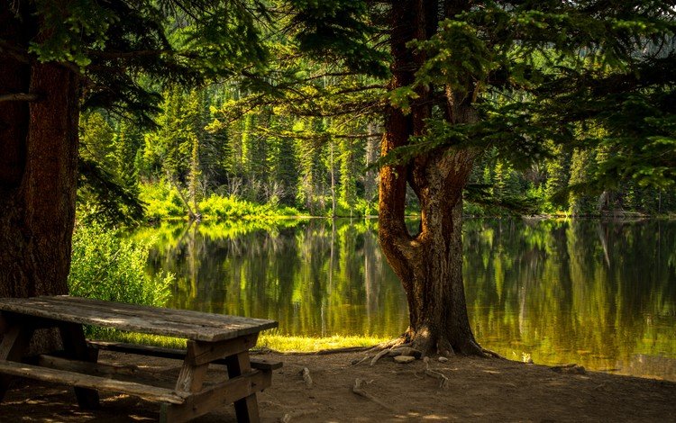 деревья, вода, озеро, природа, лес, стол, скамейка, trees, water, lake, nature, forest, table, bench