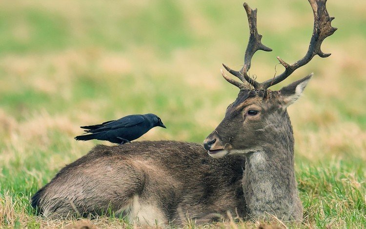 природа, олень, животные, птица, ворона, nature, deer, animals, bird, crow