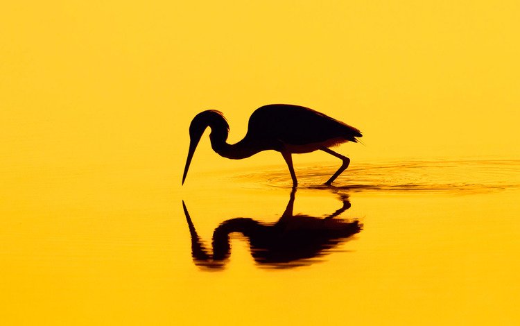 отражение, птица, силуэт, цапля, reflection, bird, silhouette, heron