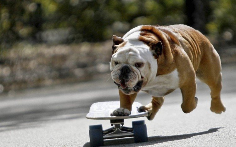 мордочка, собака, лапки, бульдог, скейтборд, английский бульдог, muzzle, dog, legs, bulldog, skateboard, english bulldog