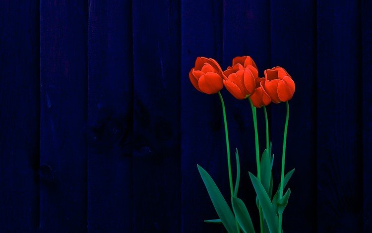 цветы, тюльпаны, поверхность, синий фон, деревянная, flowers, tulips, surface, blue background, wooden