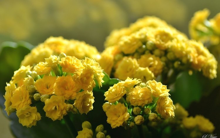 цветы, размытость, каланхоэ, желтые цветы, flowers, blur, kalanchoe, yellow flowers