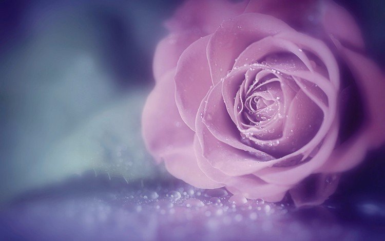 цветок, роза, красивая, капли воды, flower, rose, beautiful, water drops