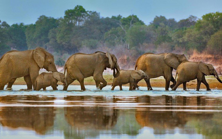 озеро, слоны, дикая природа, lake, elephants, wildlife