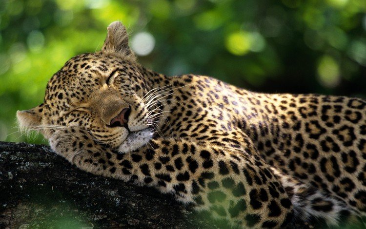 животные, леопард, дикие кошки, спящий леопард, animals, leopard, wild cats, sleeping leopard