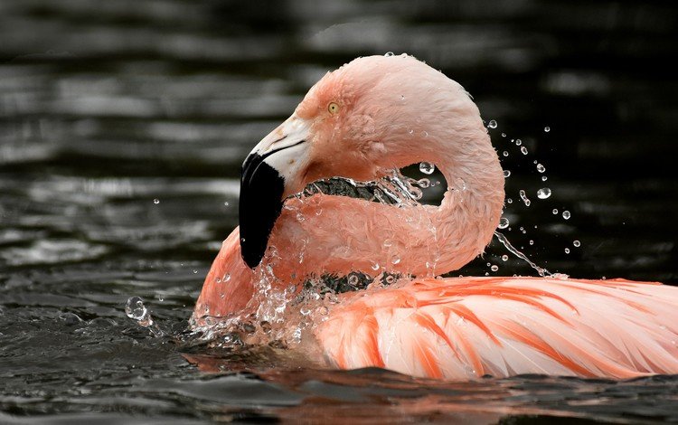 вода, фламинго, птица, клюв, перья, шея, розовый фламинго, water, flamingo, bird, beak, feathers, neck, pink flamingos