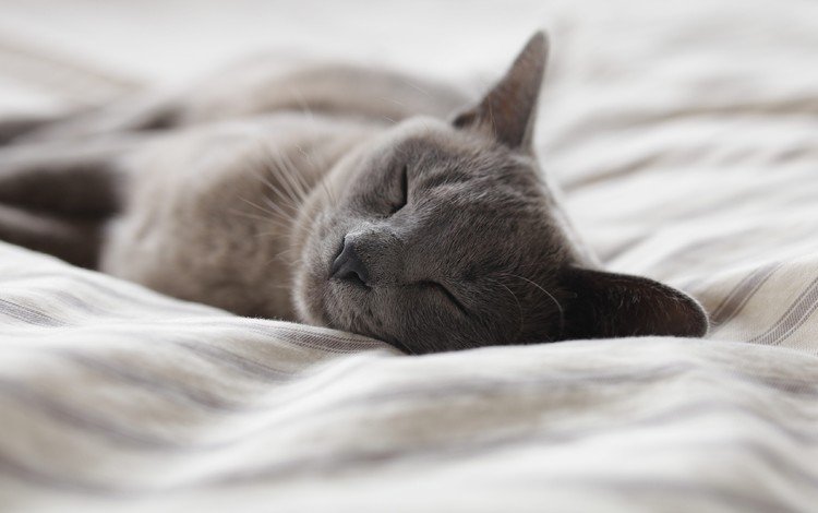 кот, кошка, сон, постель, cat, sleep, bed