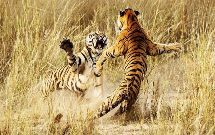 тигр, животные, борьба, драка, тигры, бой тигров, tiger, animals, fight, tigers, fight tigers