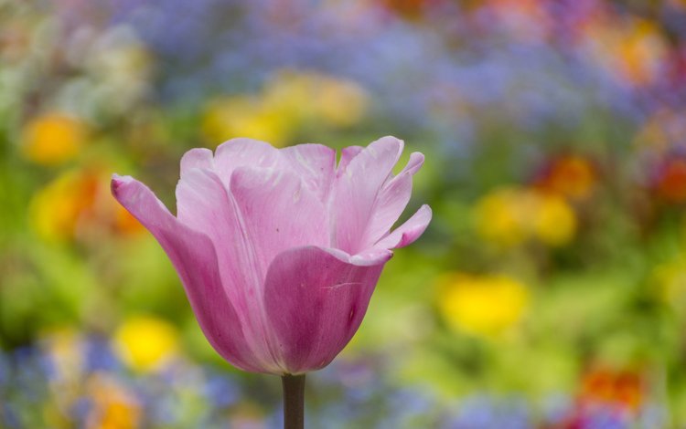 цветы, весна, розовый, тюльпан, flowers, spring, pink, tulip