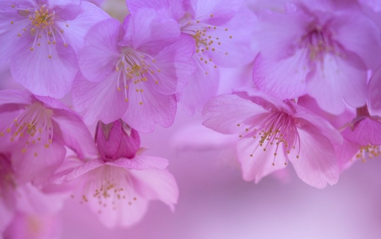 цветы, цветение, макро, лепестки, весна, вишня, сакура, цветки, flowers, flowering, macro, petals, spring, cherry, sakura