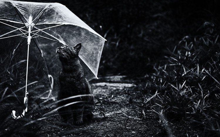 природа, кот, кошка, чёрно-белое, зонт, зонтик, монохромный, nature, cat, black and white, umbrella, monochrome