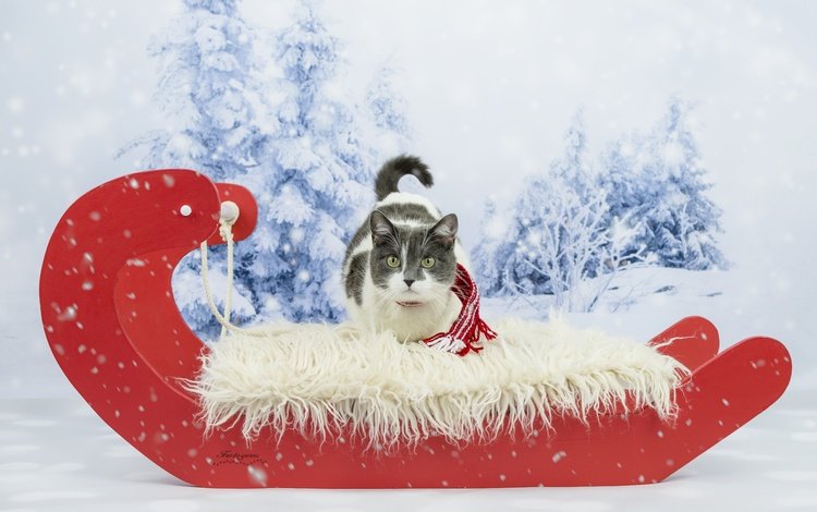 зима, кот, кошка, взгляд, сани, фотосессия, шарфик, winter, cat, look, sleigh, photoshoot, scarf