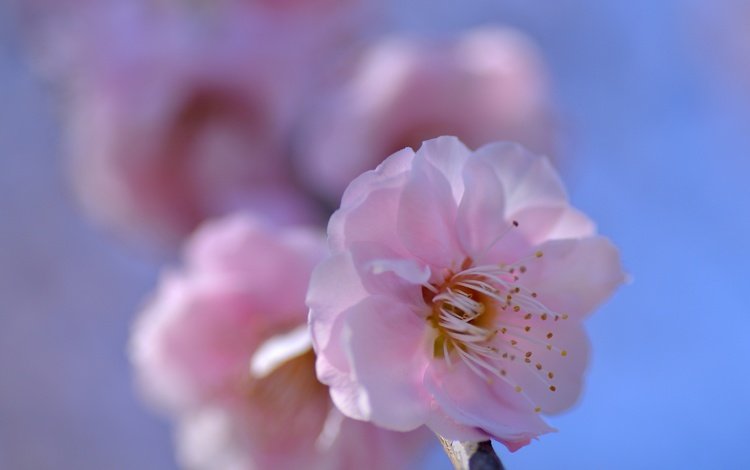 природа, цветение, лепестки, весна, сакура, nature, flowering, petals, spring, sakura