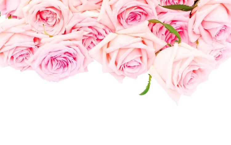 розы, романтик,  цветы, розовые розы, роз, влюбленная, пинк, roses, romantic, flowers, pink roses, love, pink