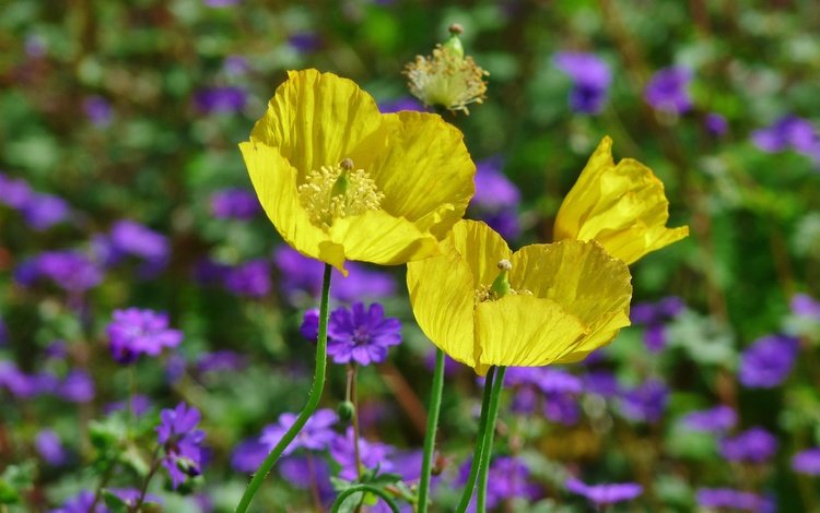 маки, весна, весенние, желтые цветы, poppies, yellow poppies, maki, spring, yellow flowers