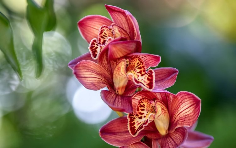 цветы, экзотика, тропики, орхидея, flowers, exotic, tropics, orchid