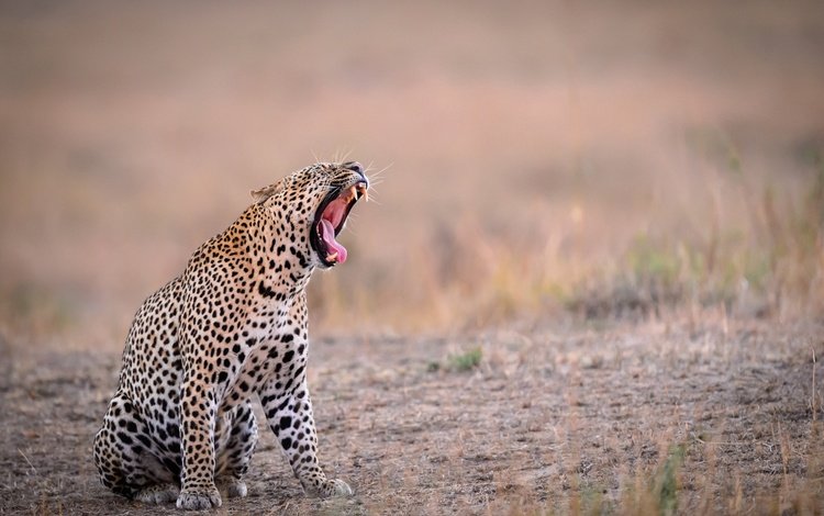 фон, леопард, зубы, язык, пасть, зевает, background, leopard, teeth, language, mouth, yawns
