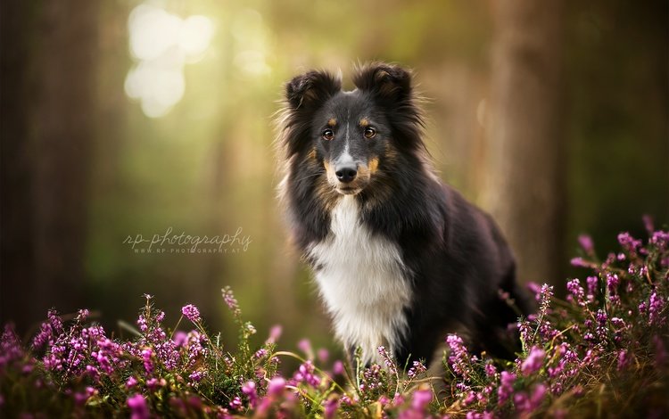 цветы, взгляд, собака, друг, шелти, zelda, dackelpuppy, шетландская овчарка, flowers, look, dog, each, sheltie, shetland sheepdog